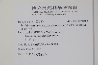 細纍子草藏品圖，第2張