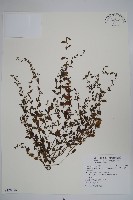 細纍子草藏品圖，第1張