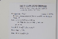 細纍子草藏品圖，第2張