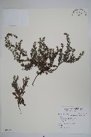 細纍子草藏品圖，第1張