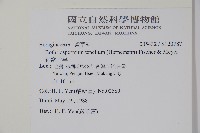 細纍子草藏品圖，第2張