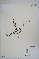 細纍子草藏品圖，第1張