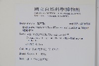 細纍子草藏品圖，第2張