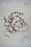 細纍子草藏品圖，第1張