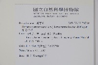 細纍子草藏品圖，第2張