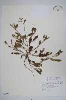 細纍子草藏品圖，第1張