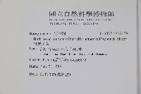 細纍子草藏品圖，第2張