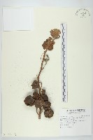 大萼旋花藏品圖，第2張