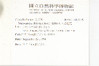 大萼旋花藏品圖，第3張