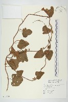 盒果藤藏品圖，第1張