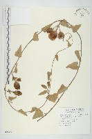 盒果藤藏品圖，第1張