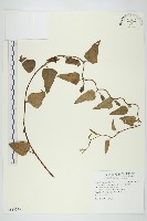 盒果藤藏品圖，第1張