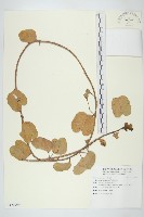 登錄號:S120799藏品圖，第1張