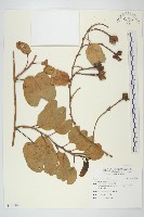 登錄號:S120800藏品圖，第1張