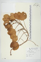 登錄號:S120801藏品圖，第1張