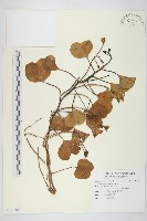 登錄號:S120802藏品圖，第1張