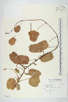 登錄號:S120803藏品圖，第1張