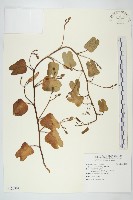 登錄號:S120804藏品圖，第1張