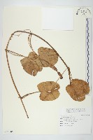 登錄號:S120806藏品圖，第1張