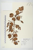 登錄號:S120808藏品圖，第1張