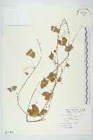 野牽牛藏品圖，第1張