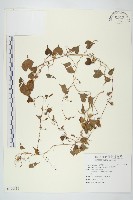 野牽牛藏品圖，第1張