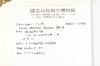 野牽牛藏品圖，第2張