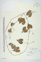 野牽牛藏品圖，第1張