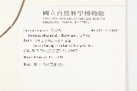 野牽牛藏品圖，第2張