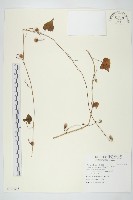 野牽牛藏品圖，第1張