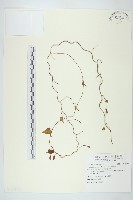 野牽牛藏品圖，第1張