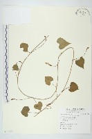 野牽牛藏品圖，第1張