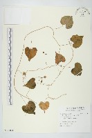 野牽牛藏品圖，第1張