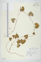 野牽牛藏品圖，第1張