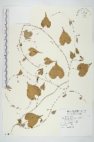 野牽牛藏品圖，第1張