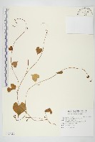 野牽牛藏品圖，第1張