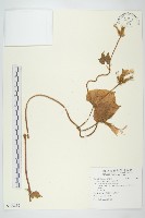 牽牛花藏品圖，第1張