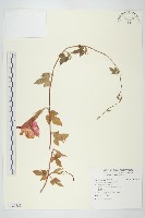 紫花牽牛、美洲牽牛花藏品圖，第1張