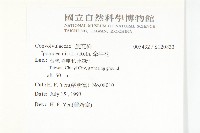 紫花牽牛、美洲牽牛花藏品圖，第2張