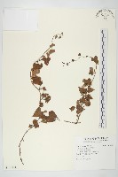 豆牽牛藏品圖，第1張