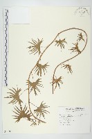 葵葉蔦蘿藏品圖，第1張