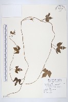 銳葉牽牛藏品圖，第1張