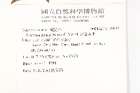 銳葉牽牛藏品圖，第2張