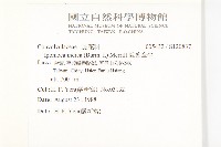 銳葉牽牛藏品圖，第2張