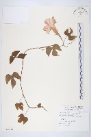 銳葉牽牛藏品圖，第1張