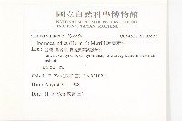 銳葉牽牛藏品圖，第2張