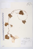 銳葉牽牛藏品圖，第1張