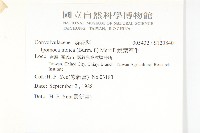 銳葉牽牛藏品圖，第2張