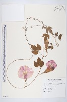 銳葉牽牛藏品圖，第1張