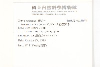 銳葉牽牛藏品圖，第2張